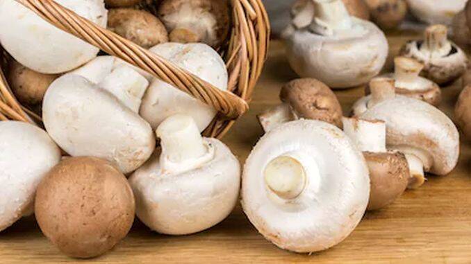 Ciuperci champignon albe si maro