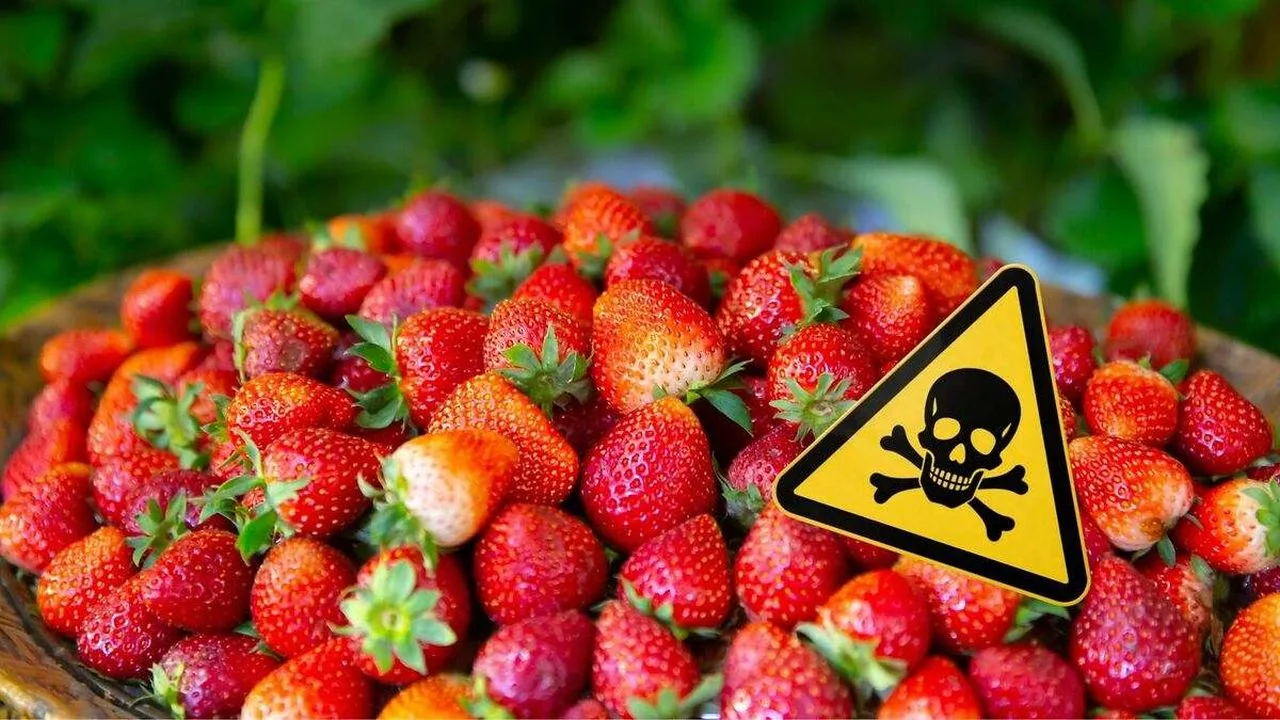 Căpșuni depistate cu reziduuri mari de pesticide